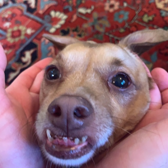 Meet your Posher, Isabel - Picture 1 of 1